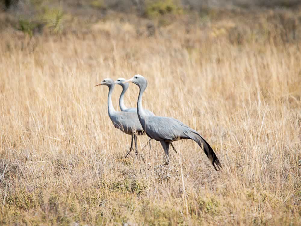 Karoo Secrets - Bird Watching Blue Cranes